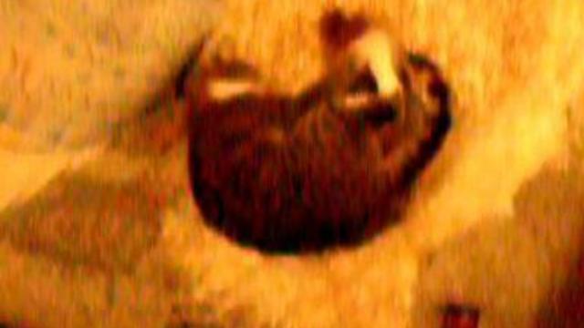 Животные играют смотреть онлайн