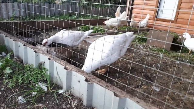 Индоутки должны занестись. Мои наблюдения. А топчет ли? смотреть онлайн