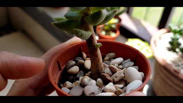 My Little Succulent Collection 💕 || No Talking