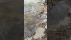 рыбалка в Шатуре на озере святое