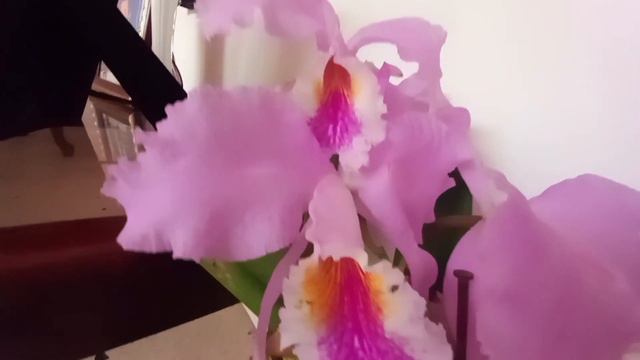 Cattleya mossiae de Venezuela. смотреть онлайн