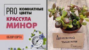 Крассула Минор - настоящее денежное дерево | Как ухаживать за крассулой