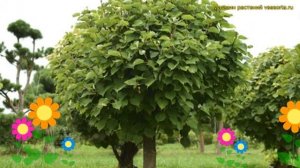 Липа крупнолистная infv. Краткий обзор, описание характеристик tilia platyphyllos