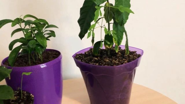 АПЕЛЬСИНЫ С КОСТОЧЕК СПУСТЯ 1 ГОД смотреть онлайн