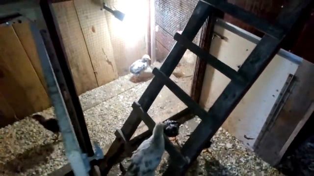 Когда, и как нужно приучать цыплят к свободной и самостоятельной жизни смотреть онлайн