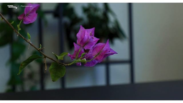 Plantenpraat #15 | Bougainvillea glabra ‘Alexandra’ смотреть онлайн