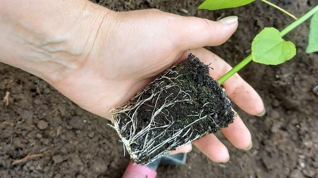 Гибискус болотный из семян ЧТО ПОЛУЧИЛОСЬ??? смотреть онлайн