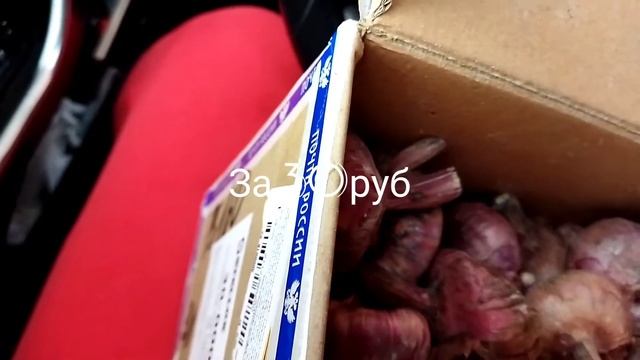 Распаковка посылки с гладиолусами, моя любимая тема:) сорт Алексей Романов смотреть онлайн