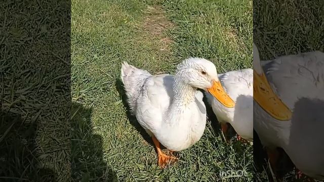 Утки Черри-Велли.