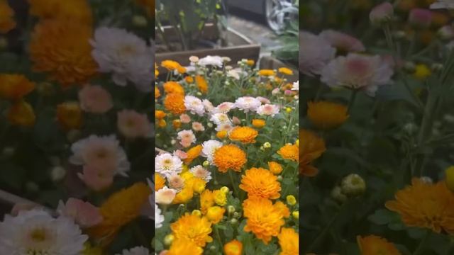 Огромное количество хризантем в Ваш Сад смотреть онлайн
