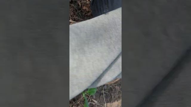 Грибы Синеножки смотреть онлайн