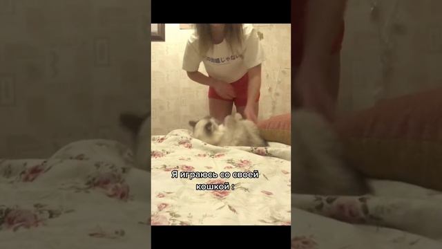 что видит кошка