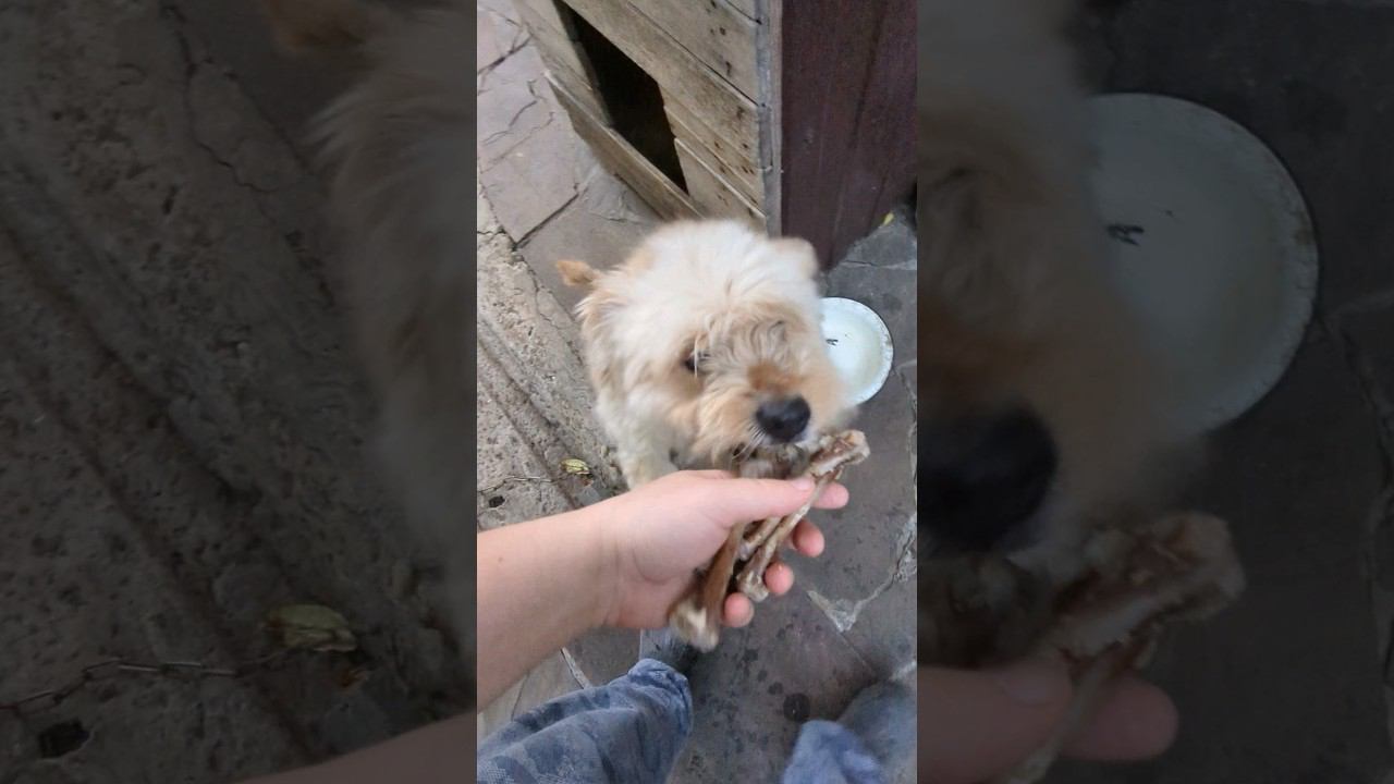 плохая жизнь собаки - ест кости (чуть с рукой не отгрыз) #shorts #dog #doglover смотреть онлайн