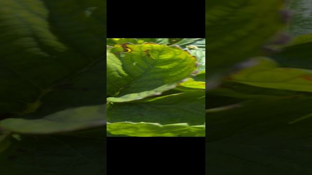 Август-клубника😋