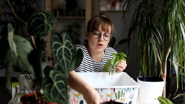 Plant talk#2🌿 Dlaczego założyłam kanał na YT i czy można myć liście Clarinervium olejem neem? смотреть онлайн