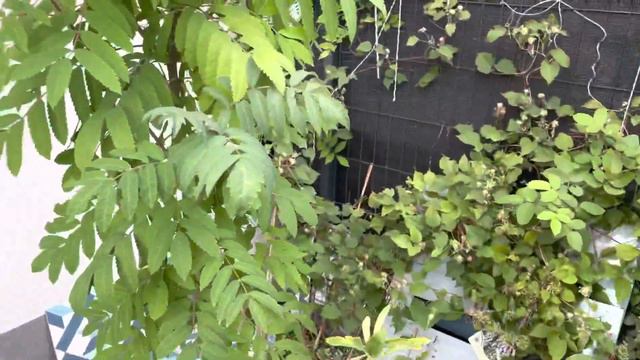 29.07🌸Clematis Stefan Franczak Już Przekwitł🌸Malwa Drzewiasta No 1💜Budleja Kwitnie🌸💜🌸