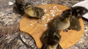 Дикие утки. Разведение. Вылупились утята.