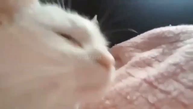 Cold Sweat мем смотреть онлайн