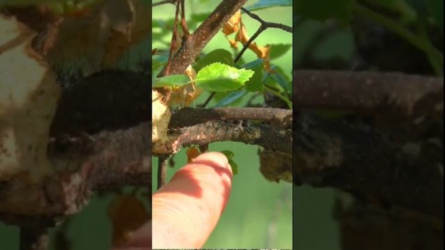 Как в Сибири горят леса жара гусеница шелкопряда съедает листья берёзы вредители растений #баженит смотреть онлайн
