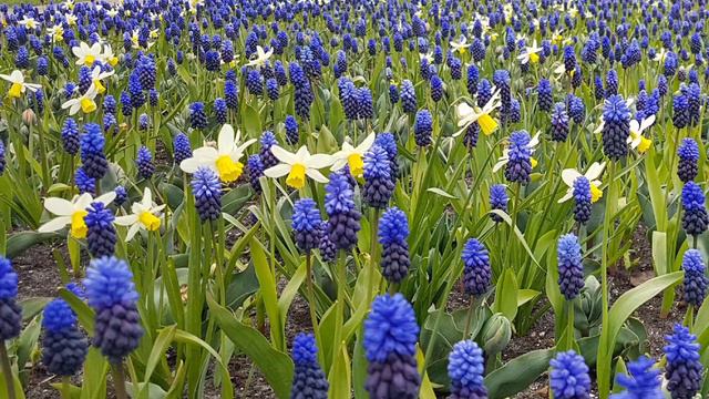 Waltz of the Flowers - Part 4 смотреть онлайн