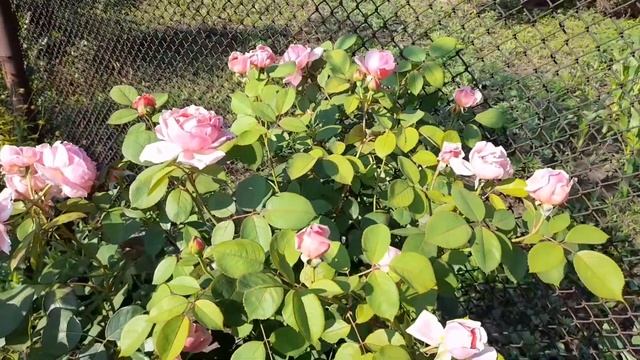 Роза Бразе Кадфаэль Brother Cadfael ШИКАРНАЯ ПИОНОВИДНАЯ английская роза Девида Остина Брат Кадфаэл смотреть онлайн