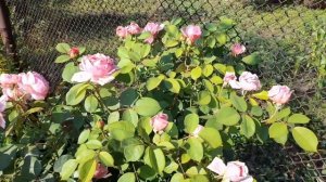 Роза Бразе Кадфаэль Brother Cadfael ШИКАРНАЯ ПИОНОВИДНАЯ английская роза Девида Остина Брат Кадфаэл