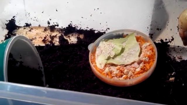 Что необходимо для появления улитки в доме? Совместное видео))) смотреть онлайн