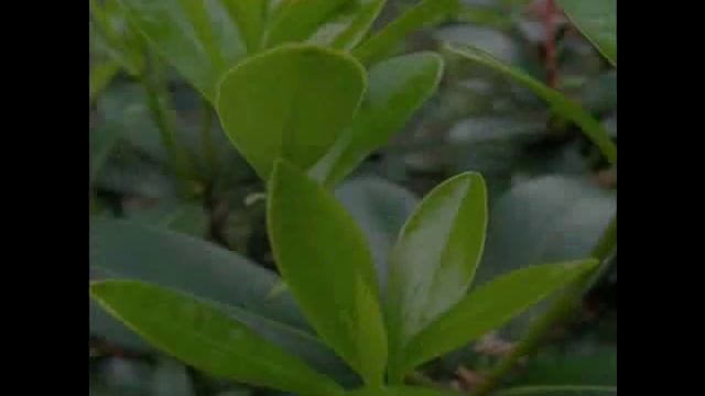 Garden shots with my new fujifilm S1500 camera смотреть онлайн