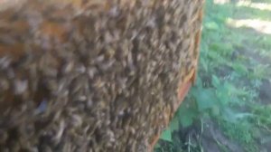 Рой, пересаживаем из ловушки в улей.