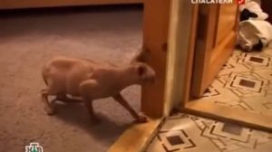 Кот сфинкс взбесился напрочь!