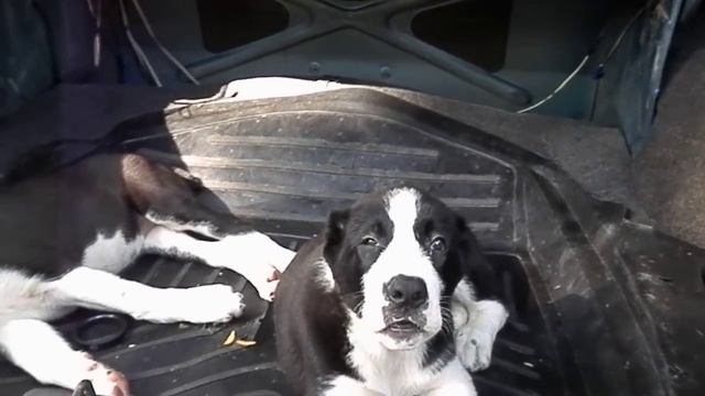 ОПАСНЫЙ АЛАБАЙ АЛАН и его ДЕТИ. Central Asian Shepherd Dog.Odessa. смотреть онлайн