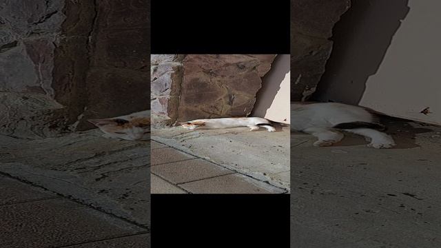 кошечка притомилась на солнце