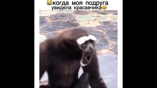 Смешные животные. Смотреть всей семьей смотреть онлайн