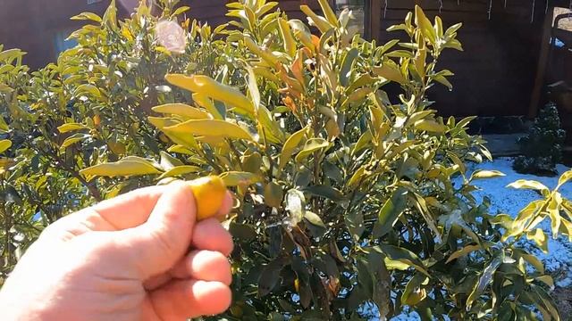 Фрукт по имени КУМКВАТ. смотреть онлайн