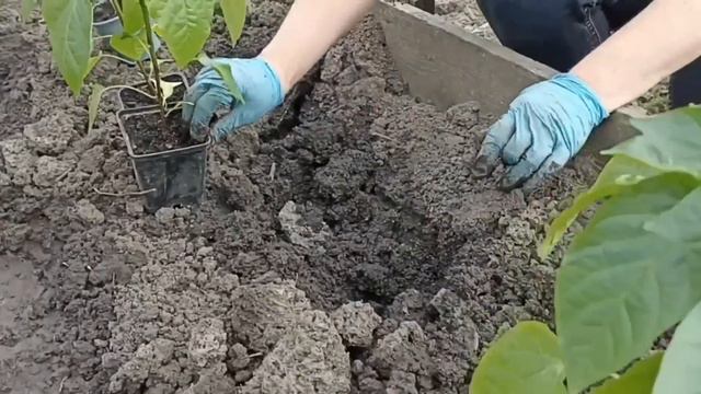 Як висадити розсаду перцю у відкритий грунт без мороки (хоча перець дещо вибагливіший, ніж томати) смотреть онлайн