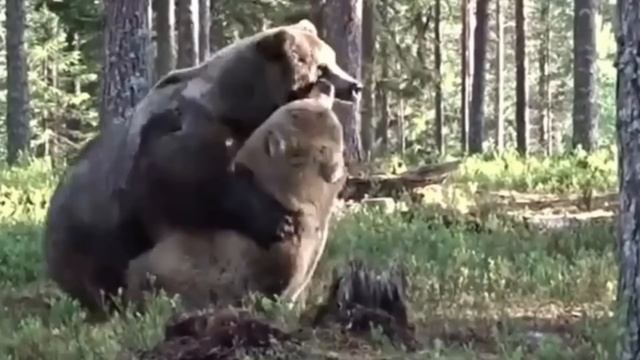 Khabib Nurmagomedov Vs. Bear