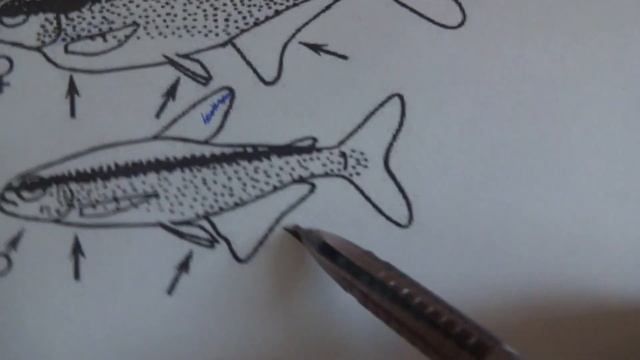 Неон. Как отличить самца неона от самки. Различаем пол неонов смотреть онлайн