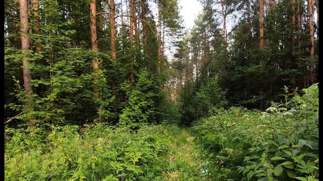 М Цветаева Наши царства #стихиодетстве #поэтысеребряноговека смотреть онлайн