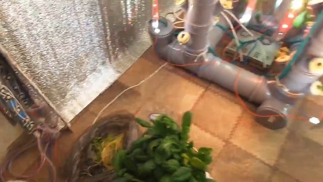 Выращиваем шпинат дома на аэропонных установках Аэро Флора Всегда свежая зелень #партнёрНАЗЕМЛЕ24 смотреть онлайн