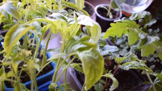 Отзыв и тест фитолампы Uniel 9 W для растений из Леруа Мерлен Лампа для подсветки рассады смотреть онлайн