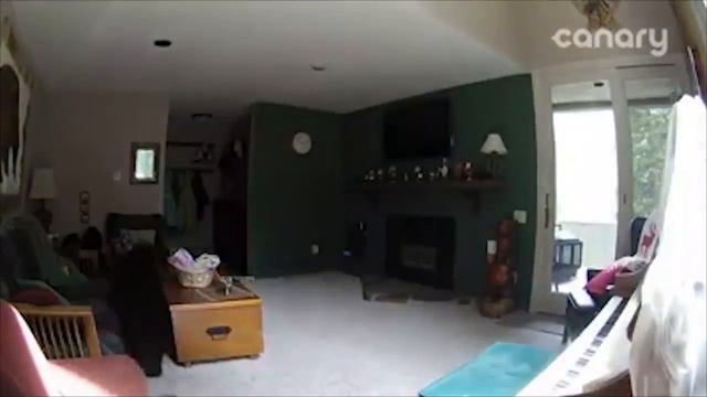 Bear Breaks Into Colorado Home, Plays Piano смотреть онлайн