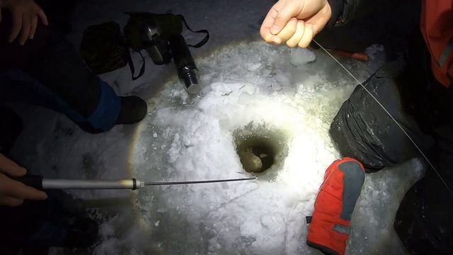 ОНИ ПРИШЛИ К НАМ ТЁМНОЙ НОЧЬЮ! ЛОВЛЯ КРУПНОЙ ФОРЕЛИ НА ЖЕРЛИЦЫ | ЗИМНЯЯ РЫБАЛКА смотреть онлайн