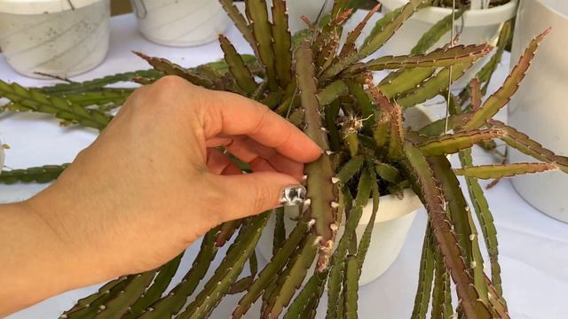 Lepismium cruciforme смотреть онлайн