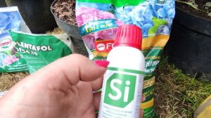 Моя схема подкормок метельчатых гортензий в течение сезона???