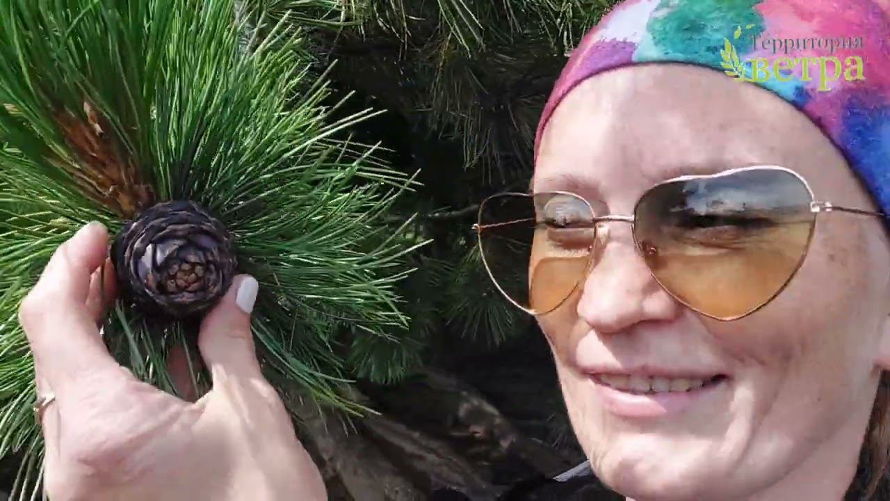 АЛТАЙ Часть 4. Виды на гору Белуха с горы Кызыл смотреть онлайн