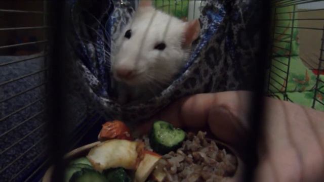 Domestic decorative rats. Yashka Jr left. Rainbow clouds to you, our little friend смотреть онлайн