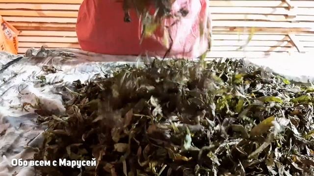 ИВАН ЧАЙ СБОР ФЕРМЕНТАЦИЯ СЕМЕЙНАЯ ТРАДИЦИЯ ЗАГОТОВКИ ПОЛЕЗНЫЙ ВКУСНЫЙ ЧАЙ @obovsemsmarusya смотреть онлайн