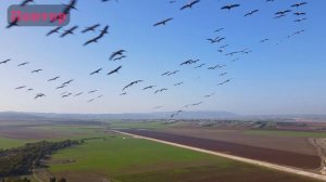 УНИКАЛЬНЫЕ КАДРЫ В 4К! Журавли над Израэльской долиной. Пролёт сквозь стаю!