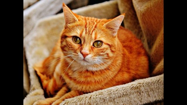 Читаем К Паустовский КОТ ВОРЮГА смотреть онлайн