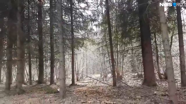 Волонтёры выпускают сову после лечения смотреть онлайн